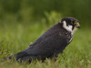 Hobby