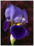 Bearded Iris