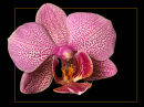 Orchid