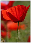 Poppy (*)