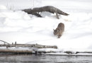 Bobcat stalking