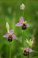 Three Bee Orchids