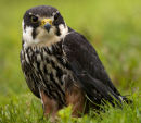 Wet Hobby