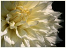 White Dahlia