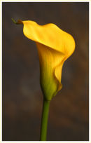 Yellow Cara Lilly (*)