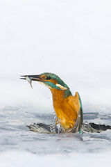 Kingfisher