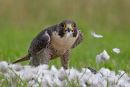 Peregrine