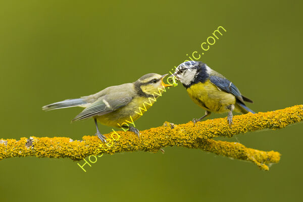 Blue tit