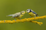 Blue tit