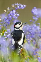 Great spotted woodpecker