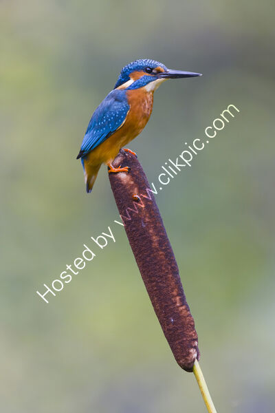 Kingfisher