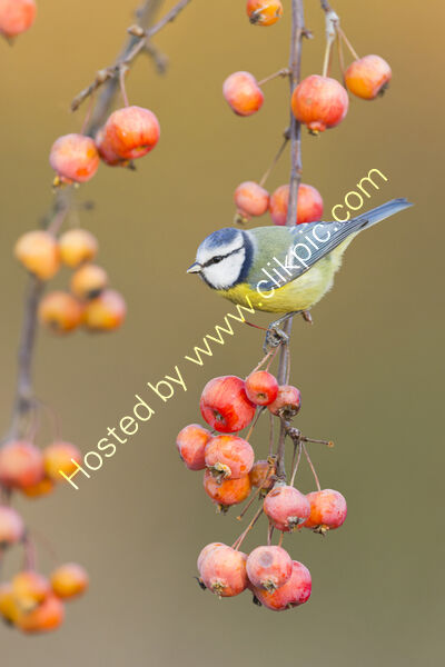 Blue tit