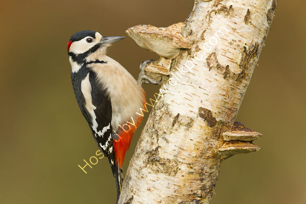Great spotted woodpecker