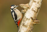 Great spotted woodpecker
