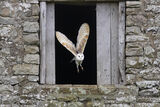 Barn owl
