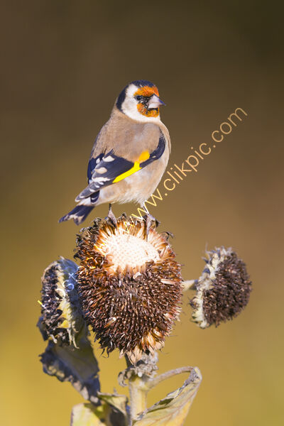 Goldfinch