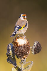 Goldfinch