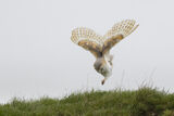 Barn owl