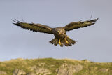 Common buzzard