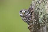 Little owl