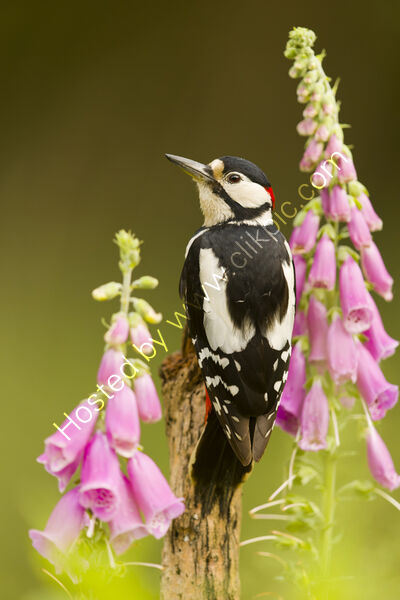 Great spotted woodpecker