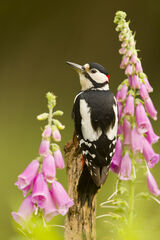 Great spotted woodpecker