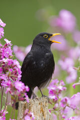 Blackbird