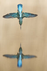 Kingfisher