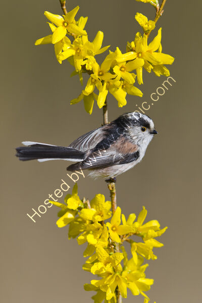 Long-tailed tit