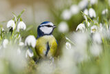 Blue tit