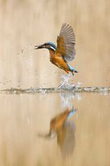 Kingfisher