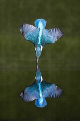 Kingfisher