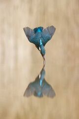 Kingfisher