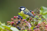 Great tit