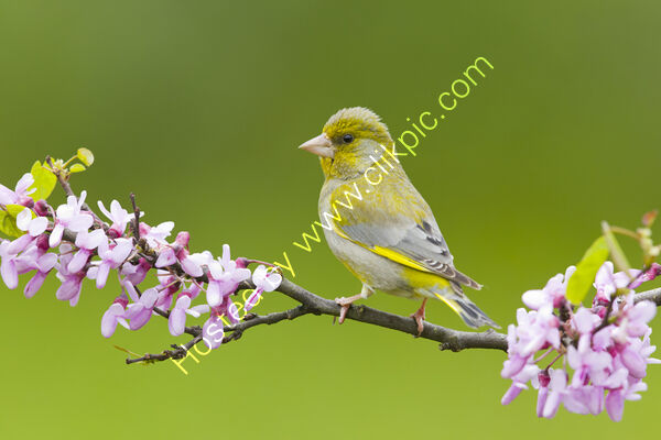 Greenfinch