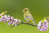 Greenfinch