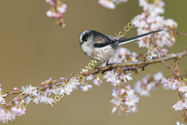 Long-tailed tit
