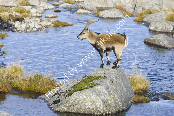 Ibex