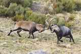 Ibex