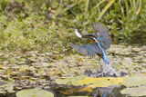 Kingfisher