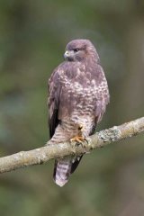 Common buzzard