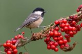 Coal tit