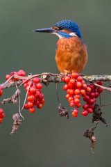 Kingfisher