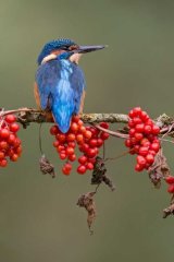 Kingfisher