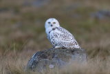 Snowy owl
