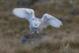 Snowy owl