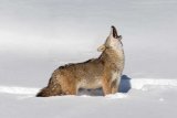 Coyote