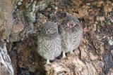 11. Little owl