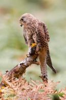 Kestrel