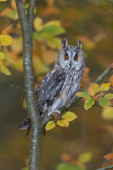 Long-eared owl